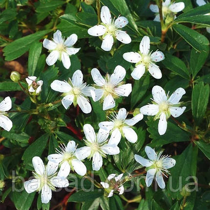 Перстач тризубчастий Нуук / Potentilla tridentata Nuuk, фото 2