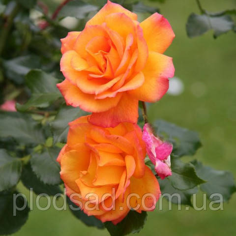 Троянда плетиста Повна Місяць (Full Moon)