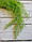 Кучерява Зелень "З дрібними листочками" зелена з білим, фото 3
