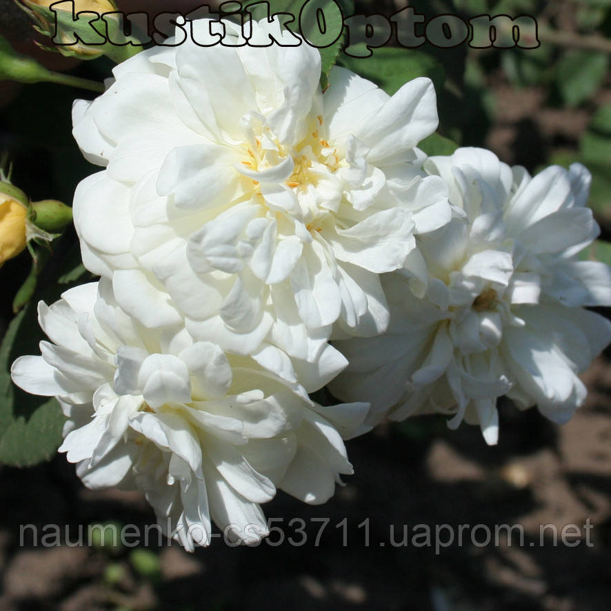 Малверн Хіллс