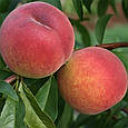 Саджанці персика Гармонія, фото 3