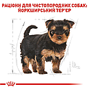 Йоркширський тер'єр Puppy до 10 місяців 500 г, фото 6