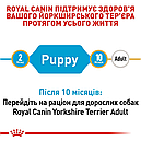 Йоркширський тер'єр Puppy до 10 місяців 500 г, фото 3
