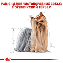 Royal Canin Yorkshire Terrier Adult 500 г сухий корм для дорослих собак породи йоркширський тер'єр, фото 6