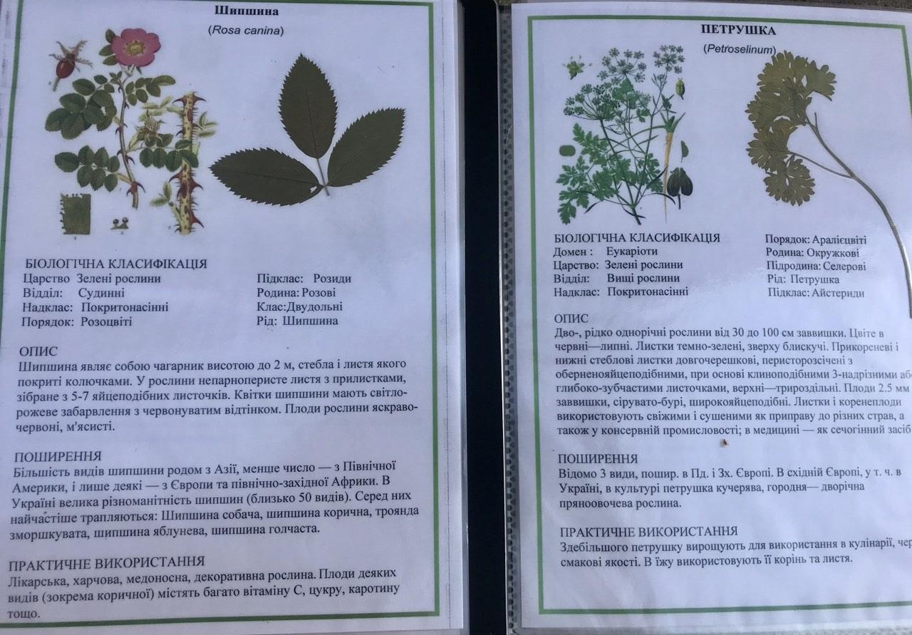 Гербарій для початкової школи 12 зразків