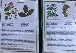 Гербарій для початкової школи 12 зразків