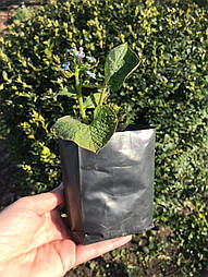 Посадка розсади в поліетиленові пакети