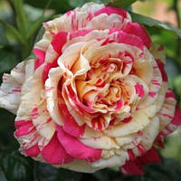 Троянда плетиста Ваніла Фрейз (Vanille Fraise)