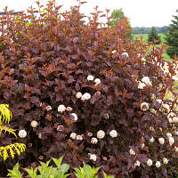 Бульбашник калінолистий Andre (контейнер 0.5 л) саджанці