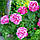 Троянда паркова 1993 Пішард, фото 2