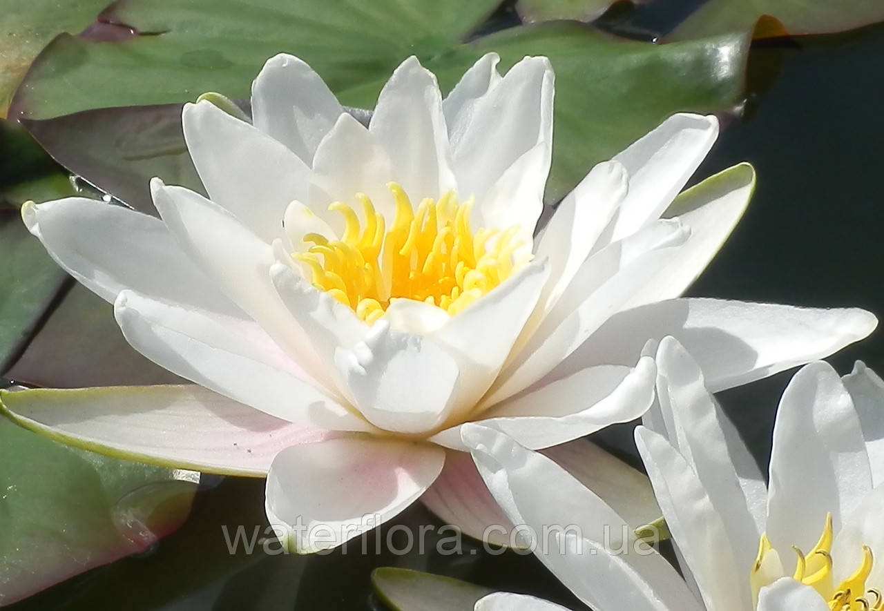 Німфея "Марліака Альбіда" — Nymphaea "Marlianae Albida", фото 1