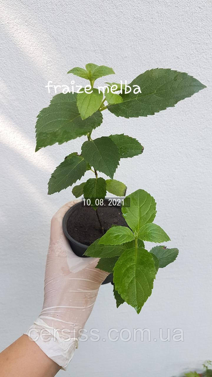 Гортензия метельчатая Фрайз мельба, Hydrangea paniculata Fraise Melba - фото 3 - id-p1451240068