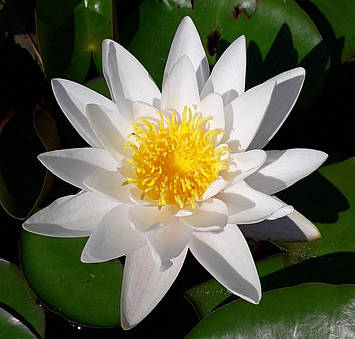 Німфея "Марліака Альбіда" — Nymphaea "Marlianae Albida" (друга ц.г.)