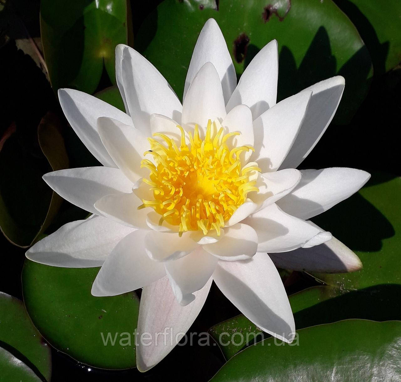 Нимфея "Марлиака Альбида" - Nymphaea "Marliacae Albida" - фото 4 - id-p231365048