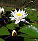 Німфея "Марліака Альбіда" — Nymphaea "Marlianae Albida", фото 2