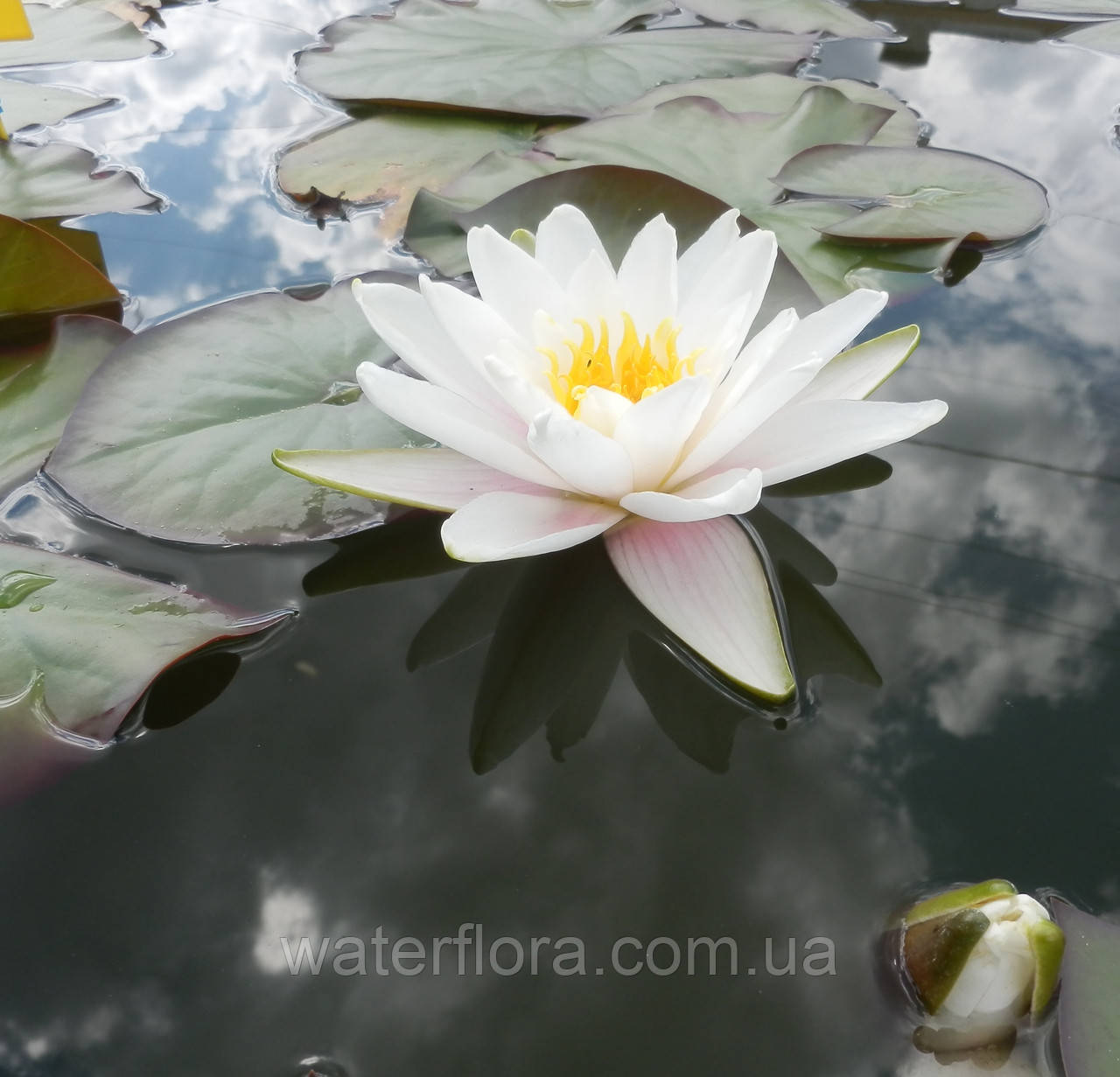 Нимфея "Марлиака Альбида" - Nymphaea "Marliacae Albida" - фото 3 - id-p231365048