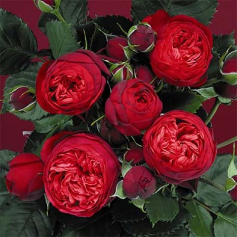 Троянда англійська Ред піано (Red piano)