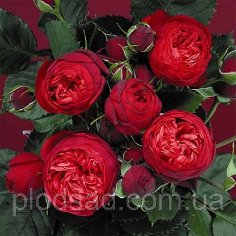Троянда англійська Ред піано (Red piano)