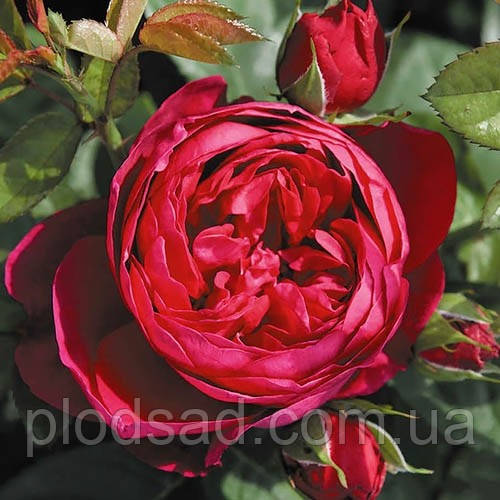 Троянда чайно-гібридна Аскот