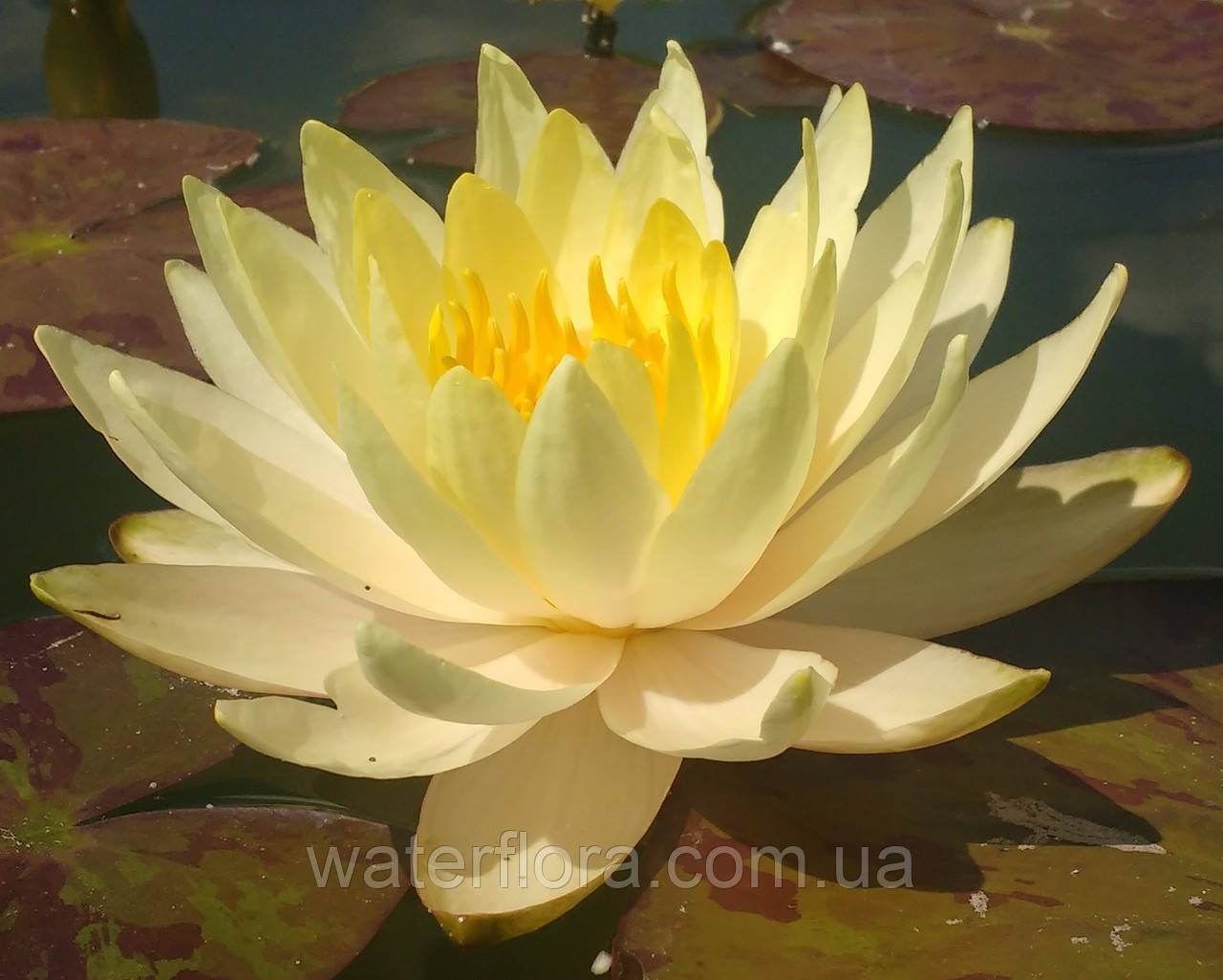 Нимфея "Иннэр Лайт" - Nymphaea "Inner Light" - фото 2 - id-p231360541