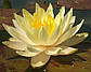 Німфея "Інер Лайт" — Nymphaea "Inner Light", фото 3