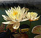 Німфея "Інер Лайт" — Nymphaea "Inner Light", фото 4