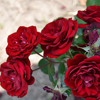 Троянда бордюрна Ред Торнадо