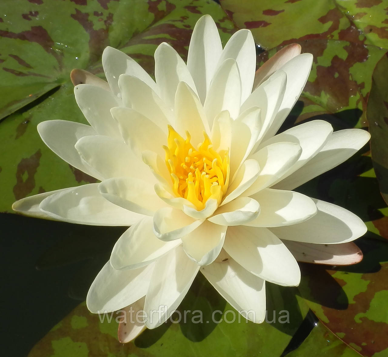 Нимфея "Дэнвэр" - Nymphaea "Denver" - фото 4 - id-p230573165