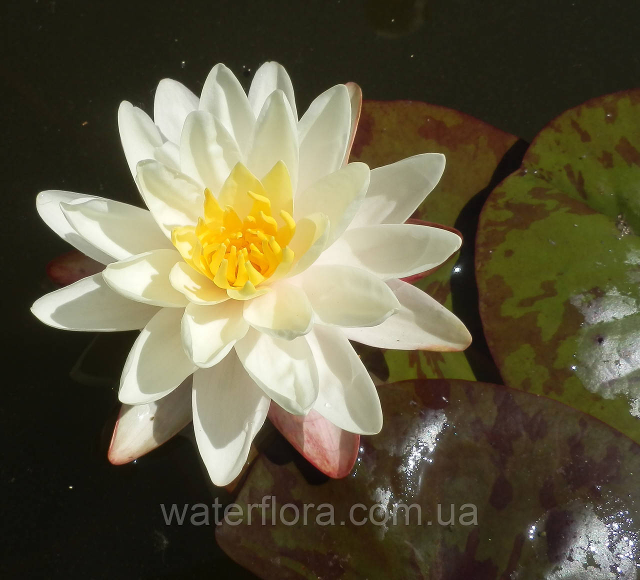 Нимфея "Дэнвэр" - Nymphaea "Denver" - фото 5 - id-p230573165