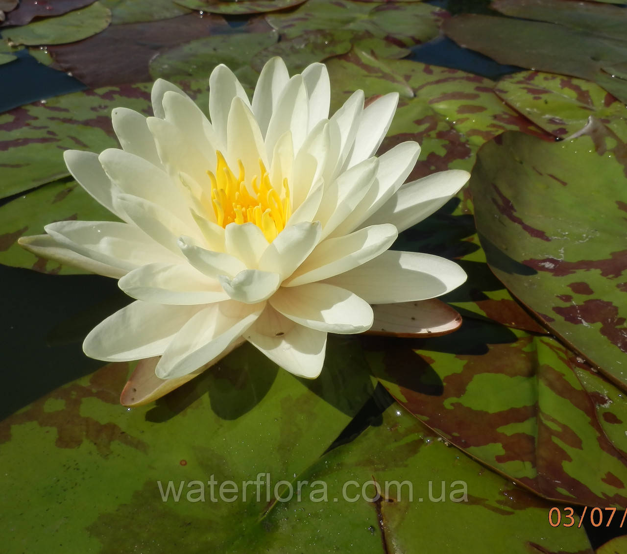 Нимфея "Дэнвэр" - Nymphaea "Denver" - фото 6 - id-p230573165