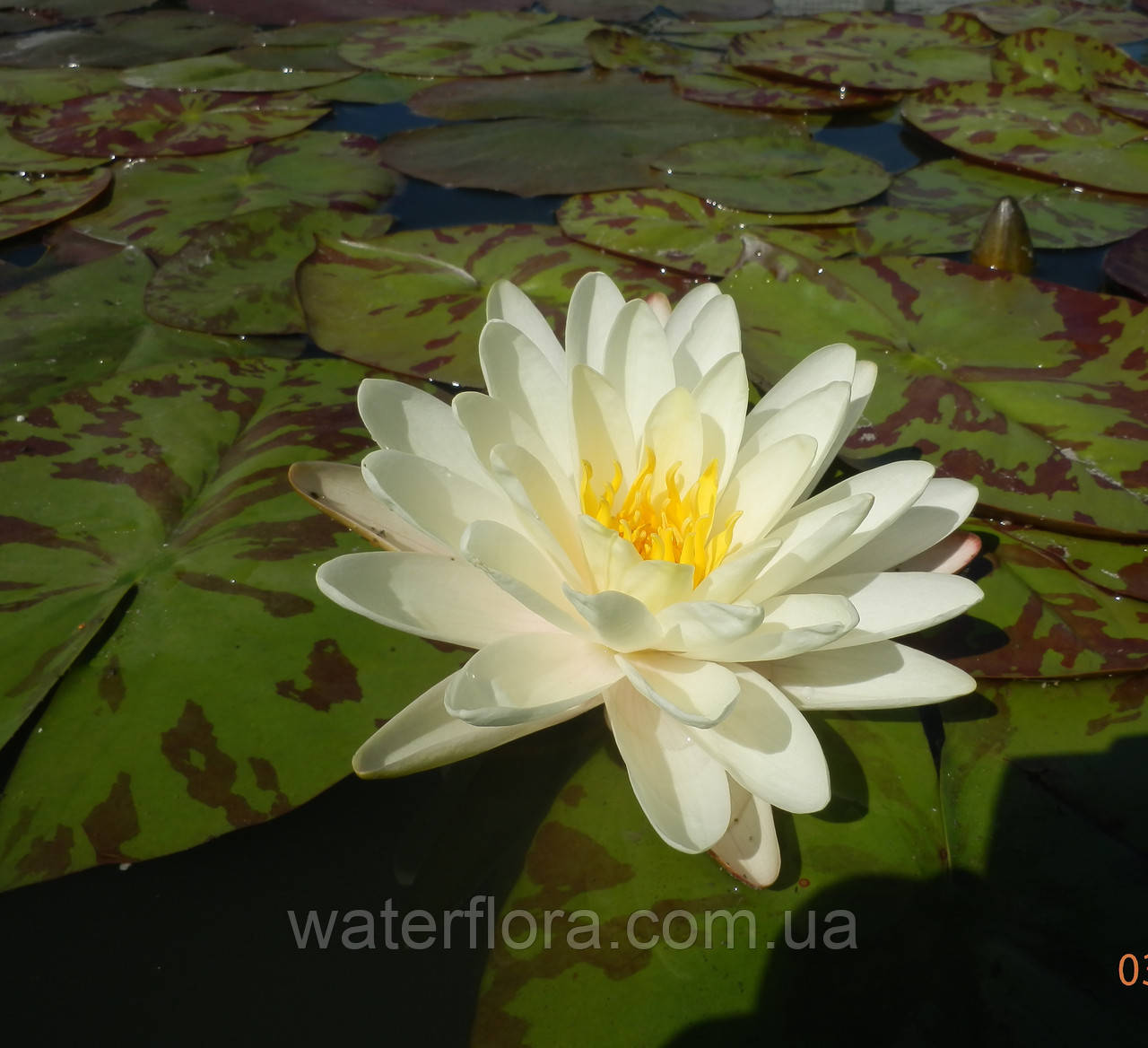 Нимфея "Дэнвэр" - Nymphaea "Denver" - фото 7 - id-p230573165