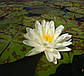 Німфея "Денвер" — Nymphaea "Denver", фото 8