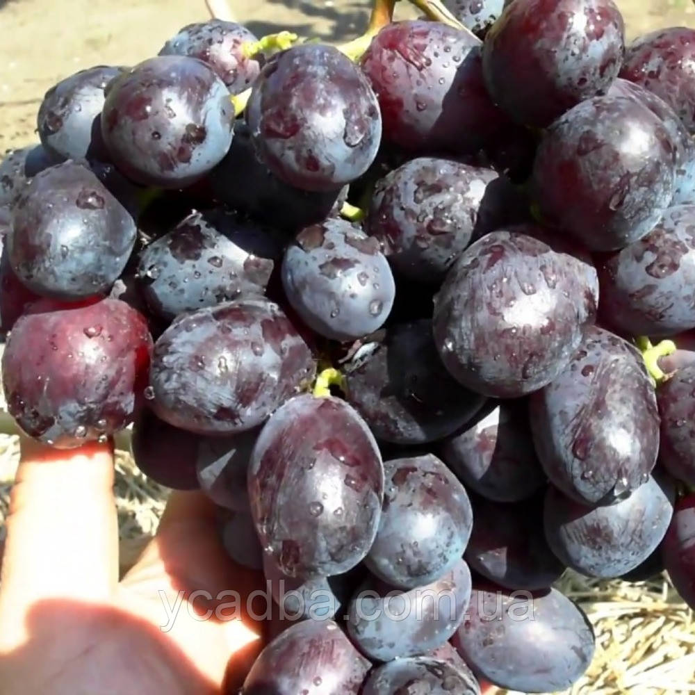 Виноград Олімп (вкс), фото 1