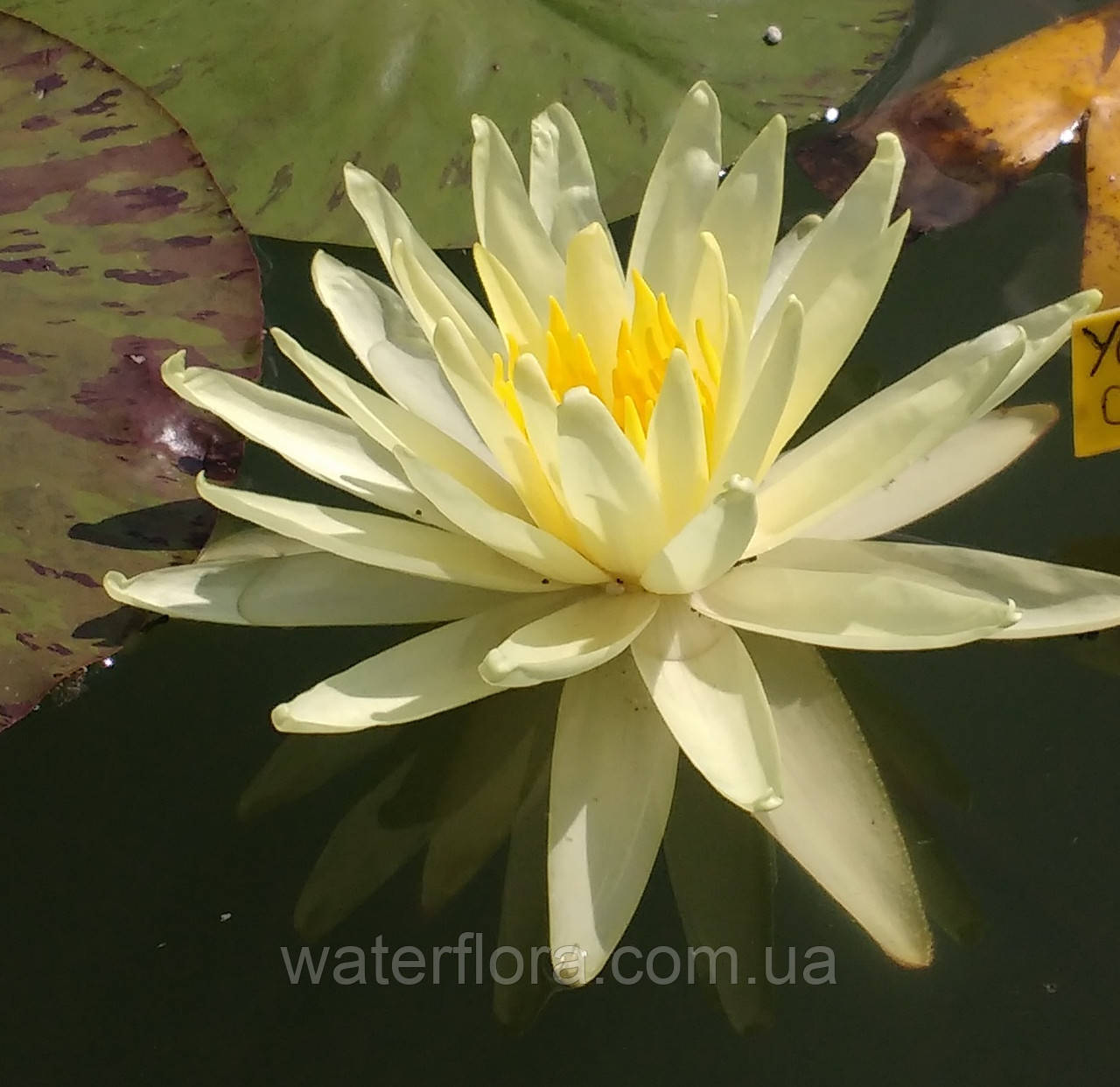 Нимфея "Еллоу Куин" - Nymphaea "Yellow Queen" - фото 2 - id-p230584231