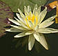 Нимфея "Еллоу Куин" - Nymphaea "Yellow Queen", фото 2