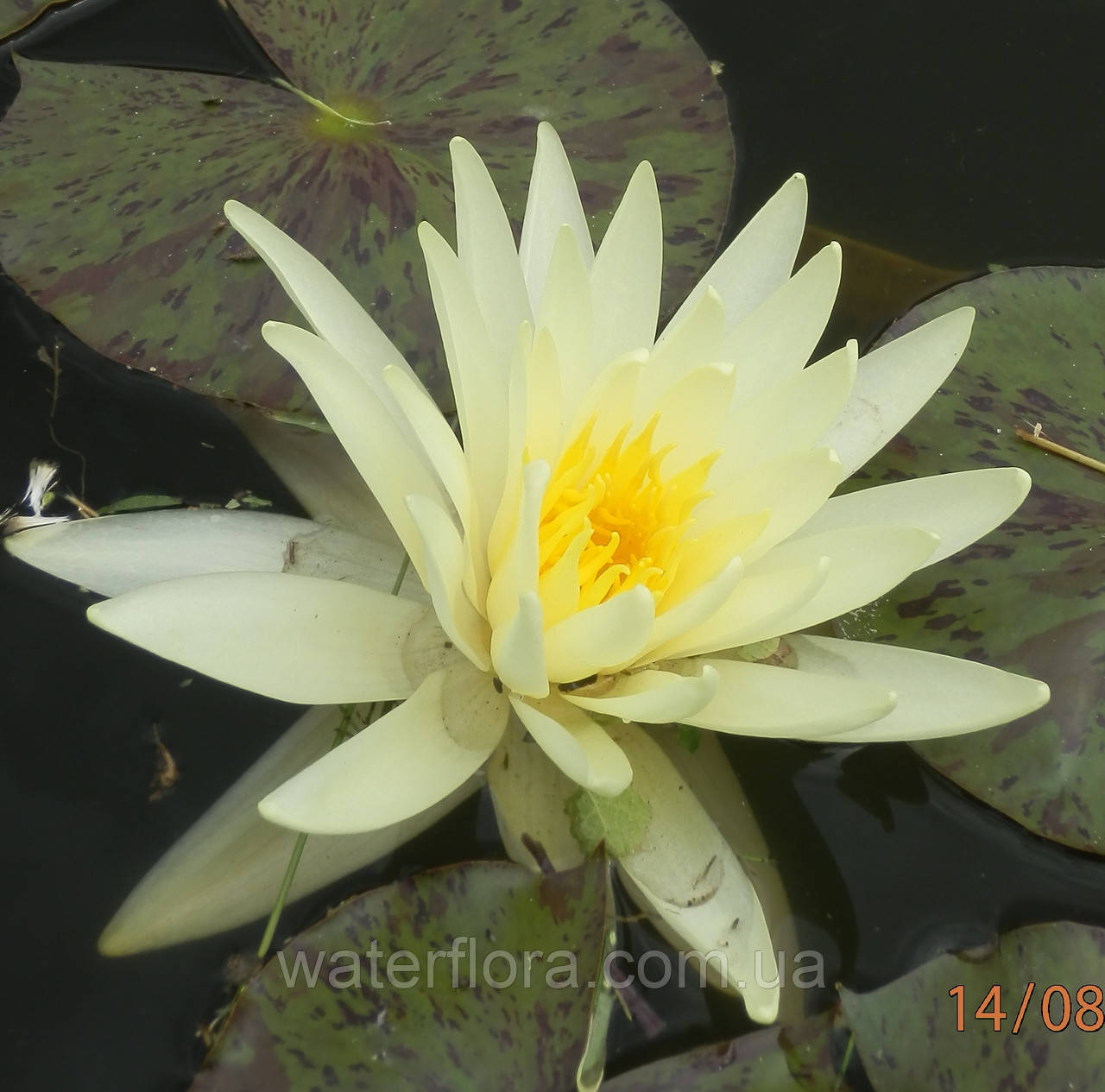 Нимфея "Еллоу Куин" - Nymphaea "Yellow Queen" - фото 3 - id-p230584231