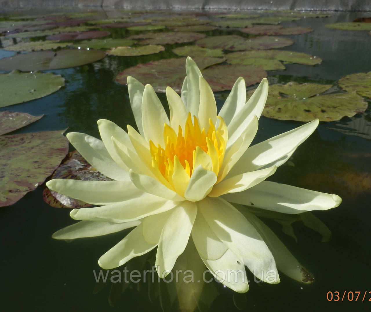 Нимфея "Еллоу Куин" - Nymphaea "Yellow Queen" - фото 7 - id-p230584231