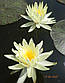 Нимфея "Еллоу Куин" - Nymphaea "Yellow Queen", фото 5