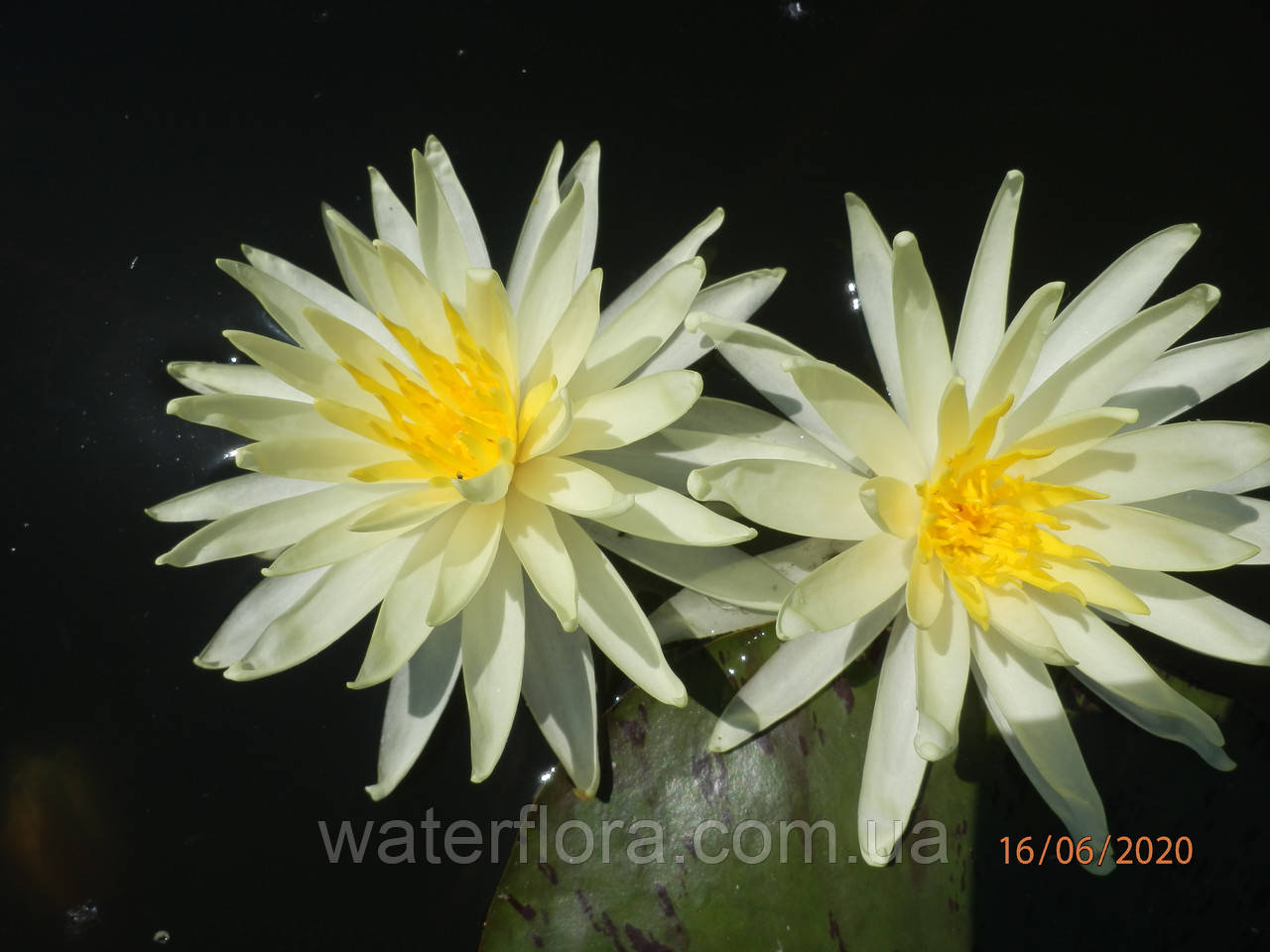 Нимфея "Еллоу Куин" - Nymphaea "Yellow Queen" - фото 6 - id-p230584231