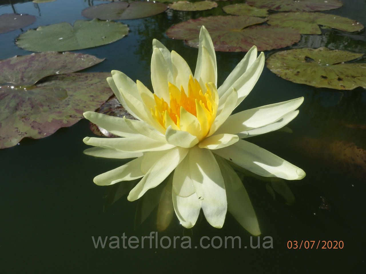 Нимфея "Еллоу Куин" - Nymphaea "Yellow Queen" - фото 8 - id-p230584231