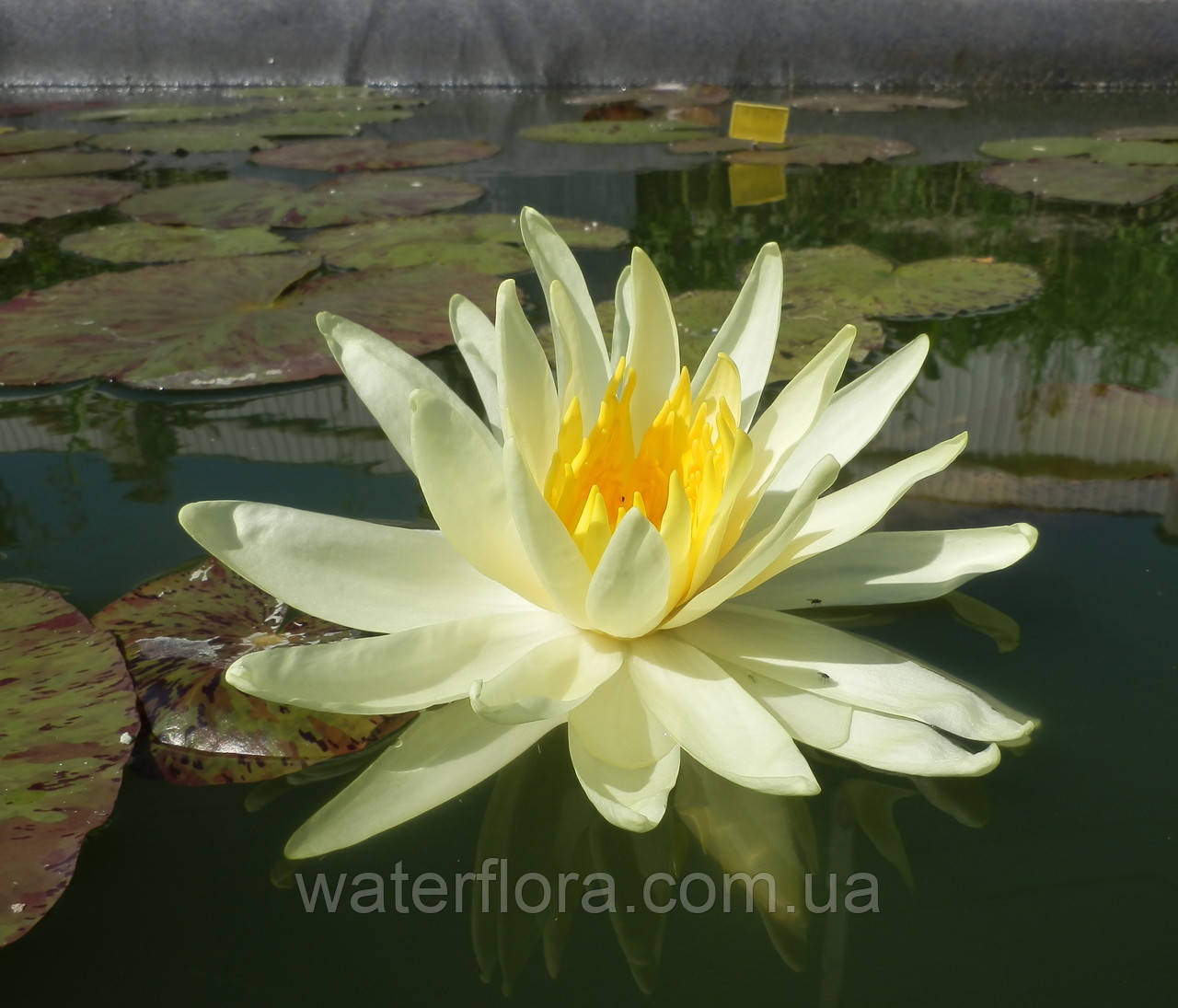 Нимфея "Еллоу Куин" - Nymphaea "Yellow Queen" - фото 10 - id-p230584231