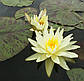 Нимфея "Еллоу Куин" - Nymphaea "Yellow Queen" (третя ц.р.), фото 7