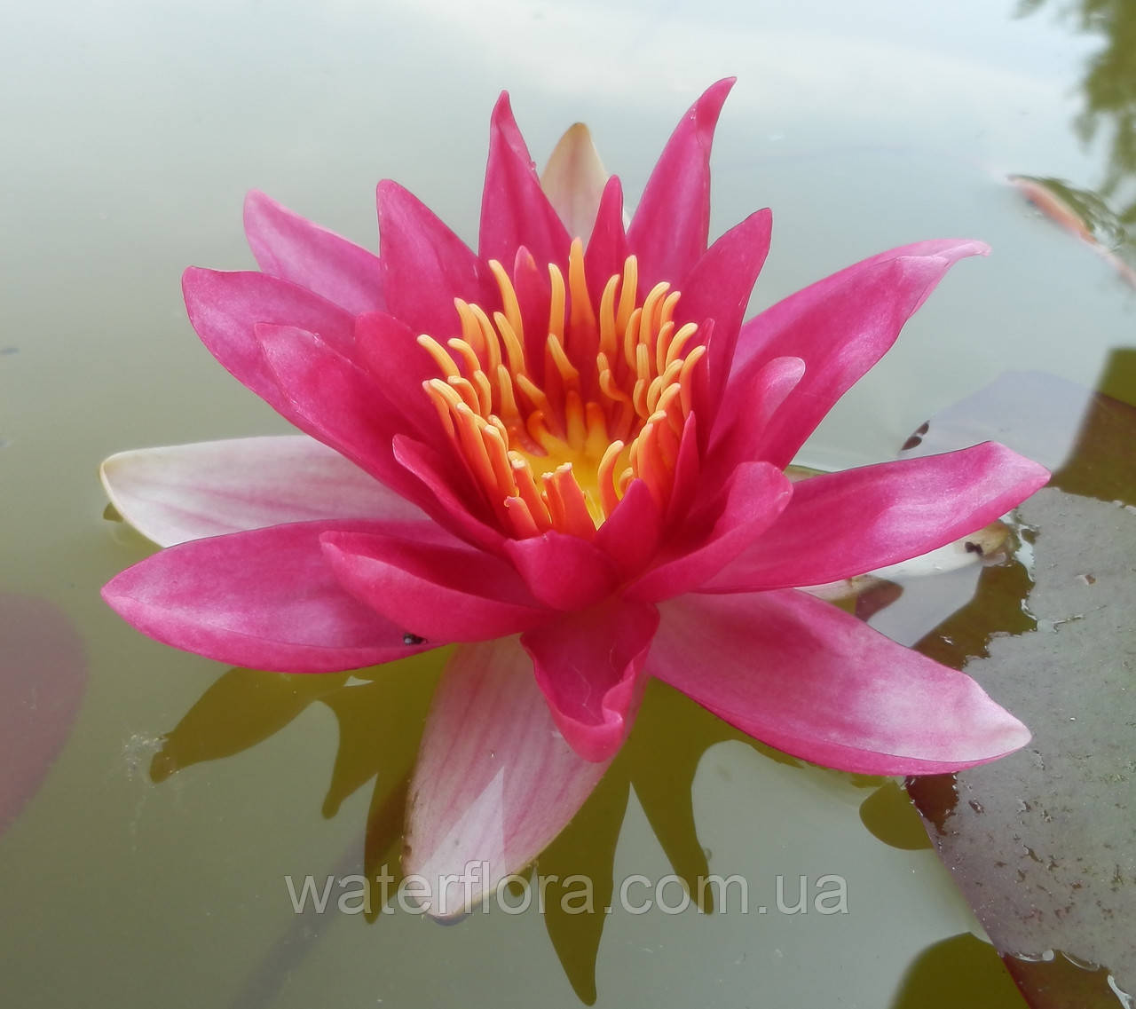 Нимфея "Эскарбукль" - Nymphaea "Escarboucle" - фото 7 - id-p223314498