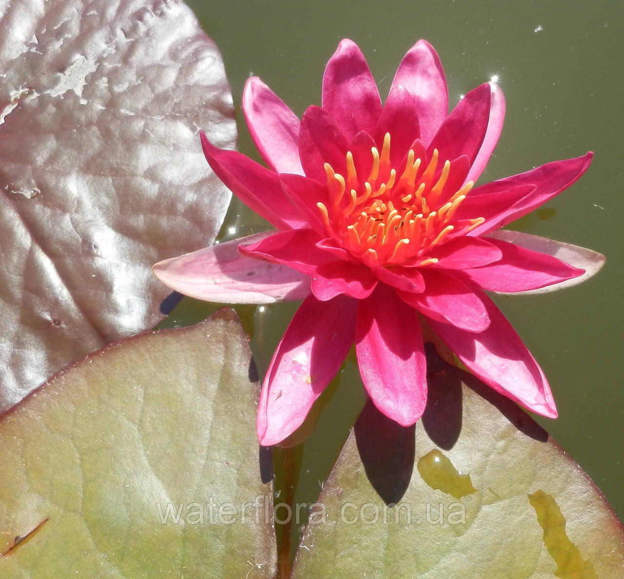 Нимфея "Эскарбукль" - Nymphaea "Escarboucle" - фото 3 - id-p223314498