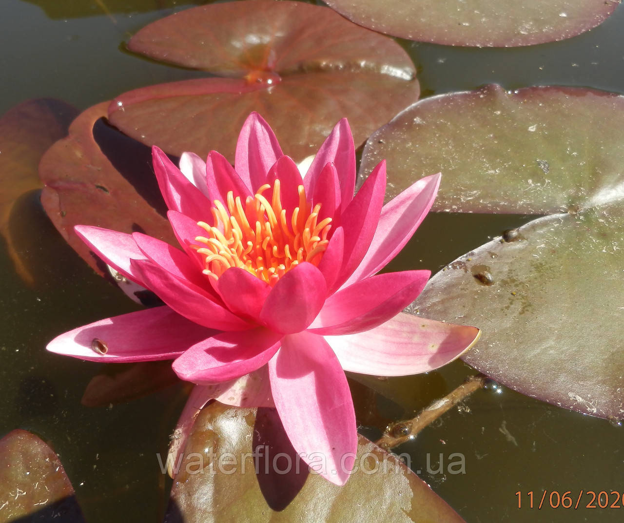 Нимфея "Эскарбукль" - Nymphaea "Escarboucle" - фото 10 - id-p223314498