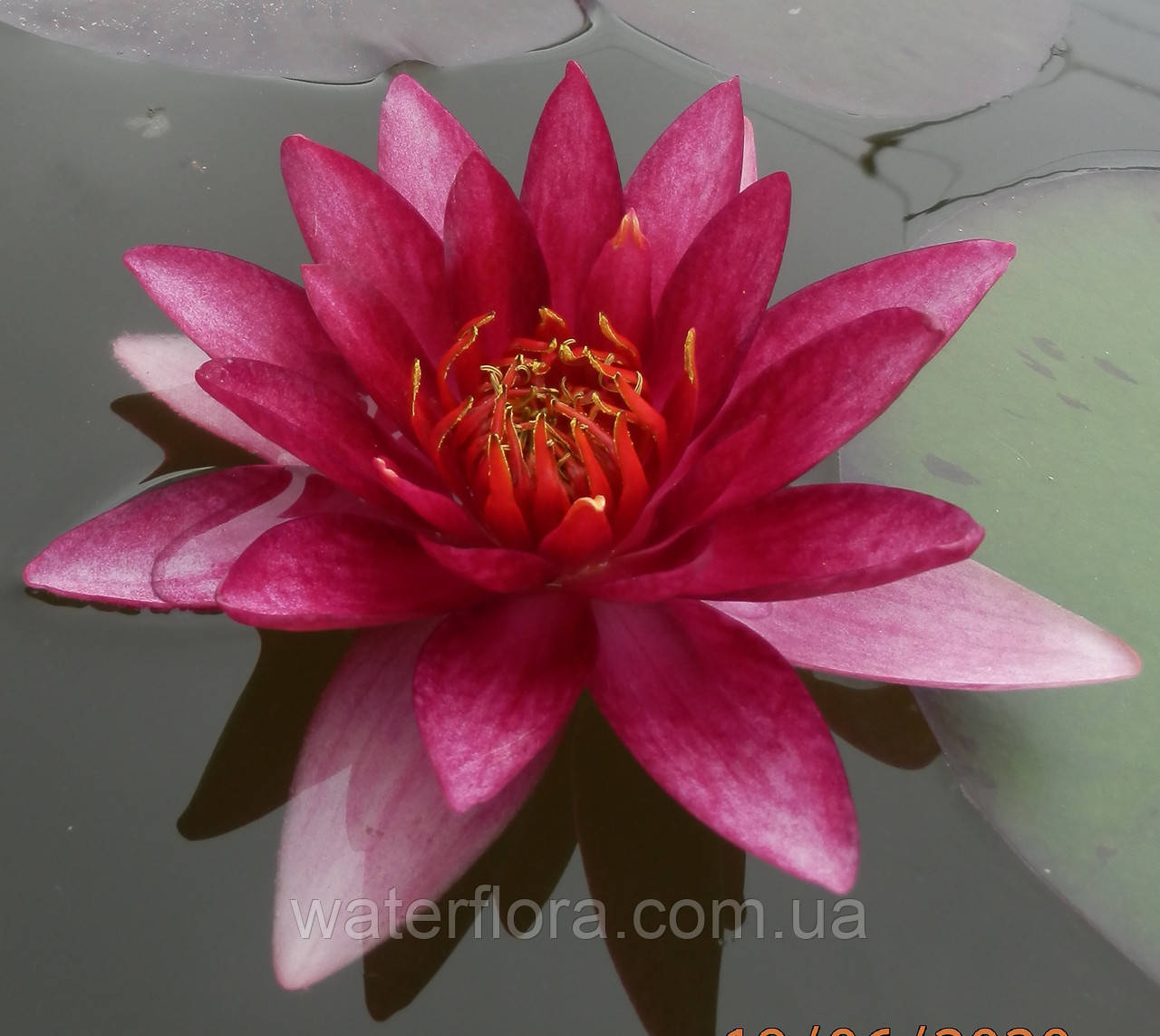 Німфея "Везув" - Nymphaea "Vezuv"