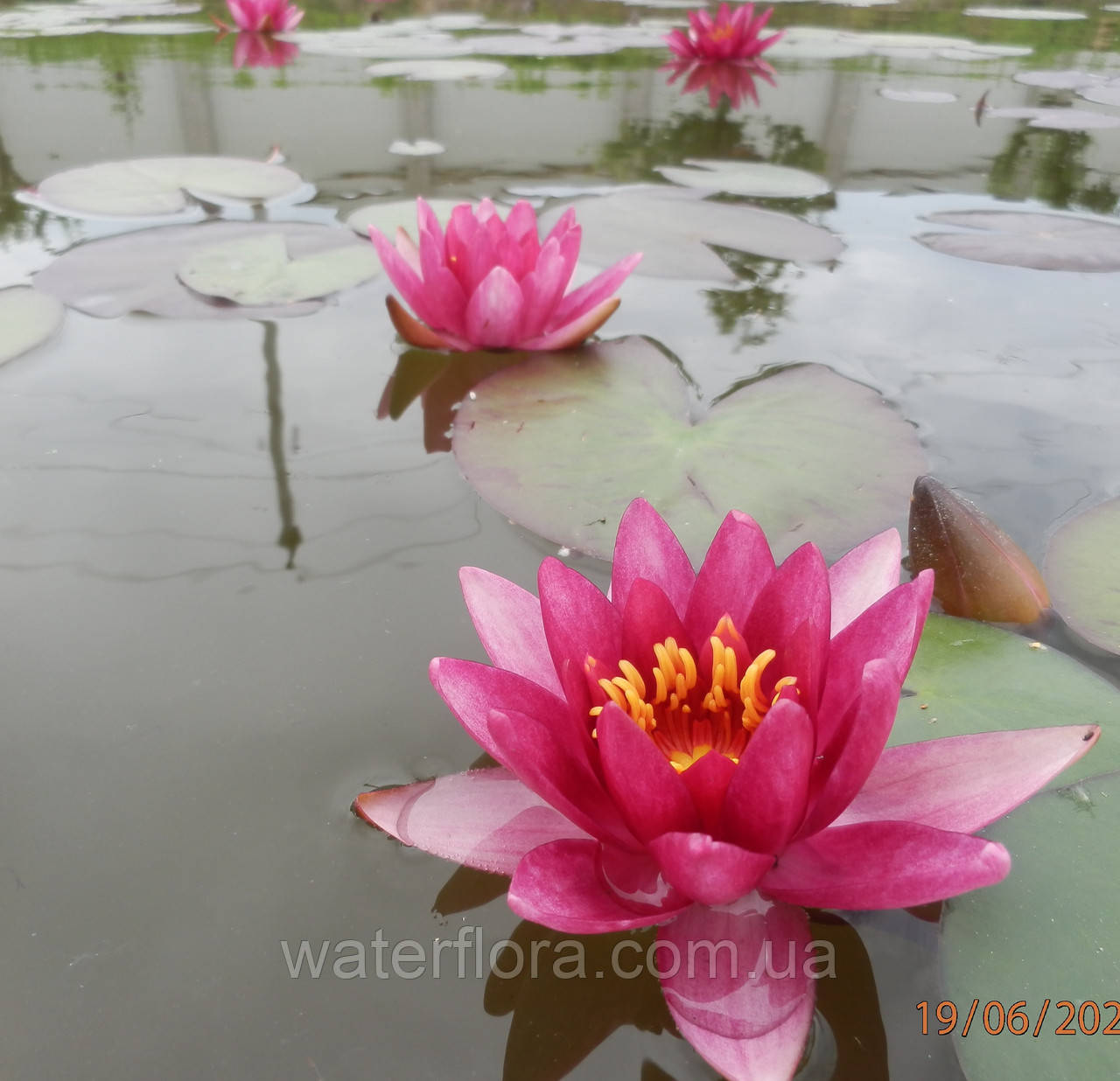 Нимфея "Везув" - Nymphaea "Vezuv" - фото 5 - id-p230585781