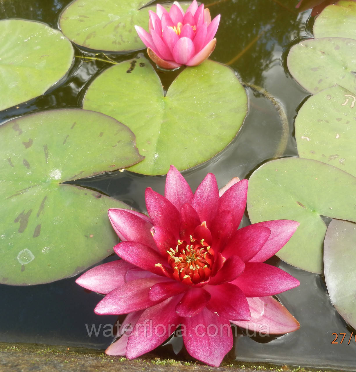 Нимфея "Везув" - Nymphaea "Vezuv" - фото 7 - id-p230585781