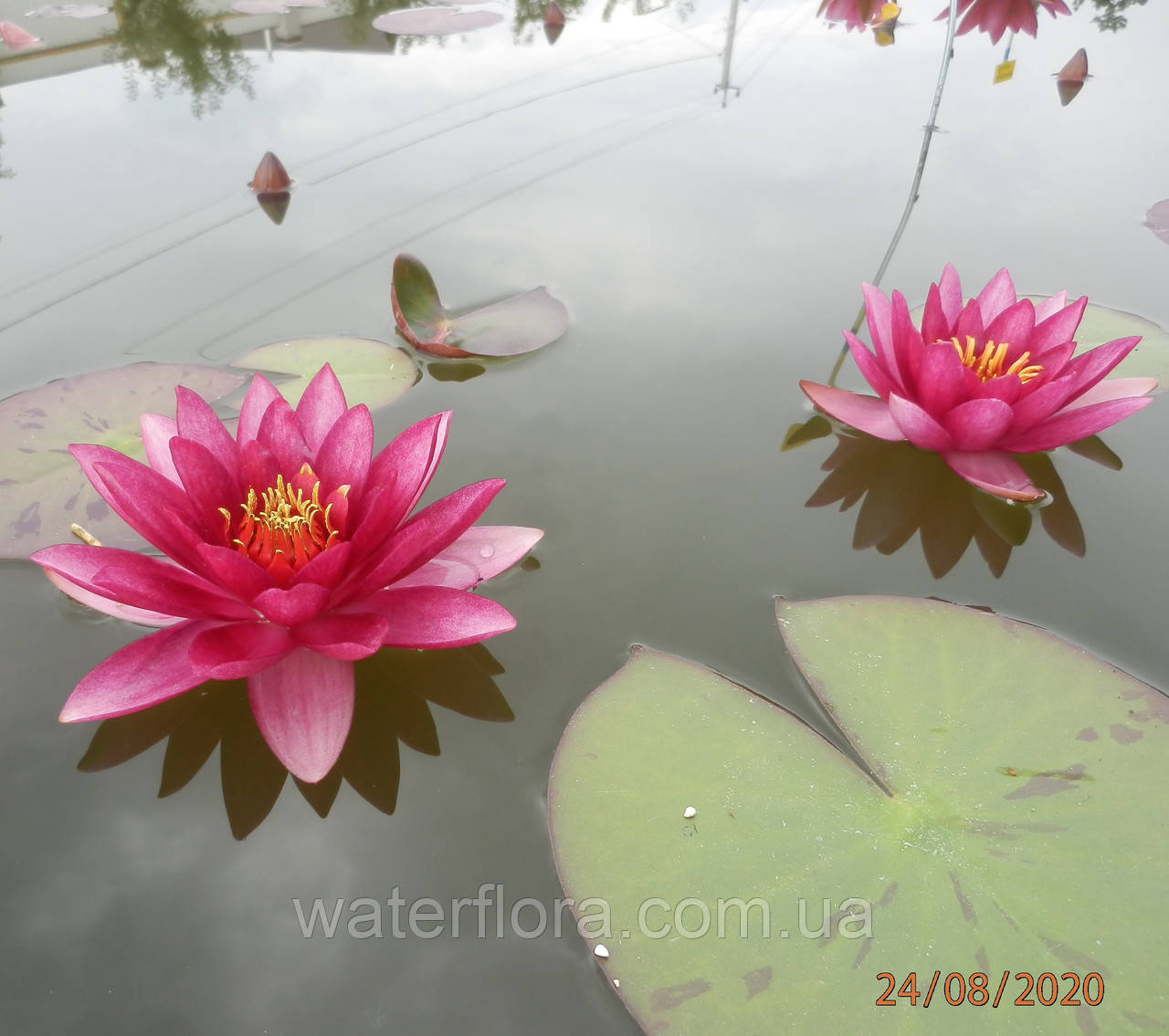 Нимфея "Везув" - Nymphaea "Vezuv" - фото 6 - id-p230585781