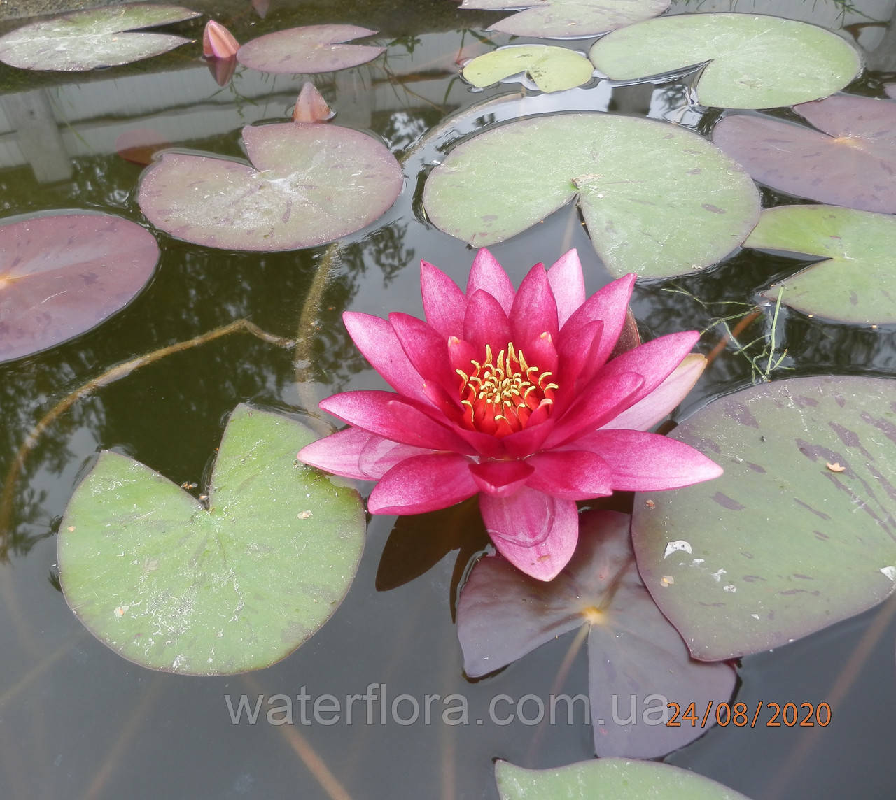 Нимфея "Везув" - Nymphaea "Vezuv" - фото 9 - id-p230585781